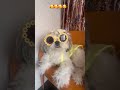 Ghar ki rani..#youtubeshorts #pets #dogbreed #petlover #shihtzu #puppy #mumbai #viral #beautiful🐾🥰
