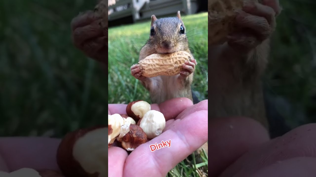 Dinky The Squirrel Eats Nuts #Shorts