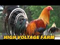 Tour victor silva  high voltage farm jose lira kelso sweater asil beautiful birds