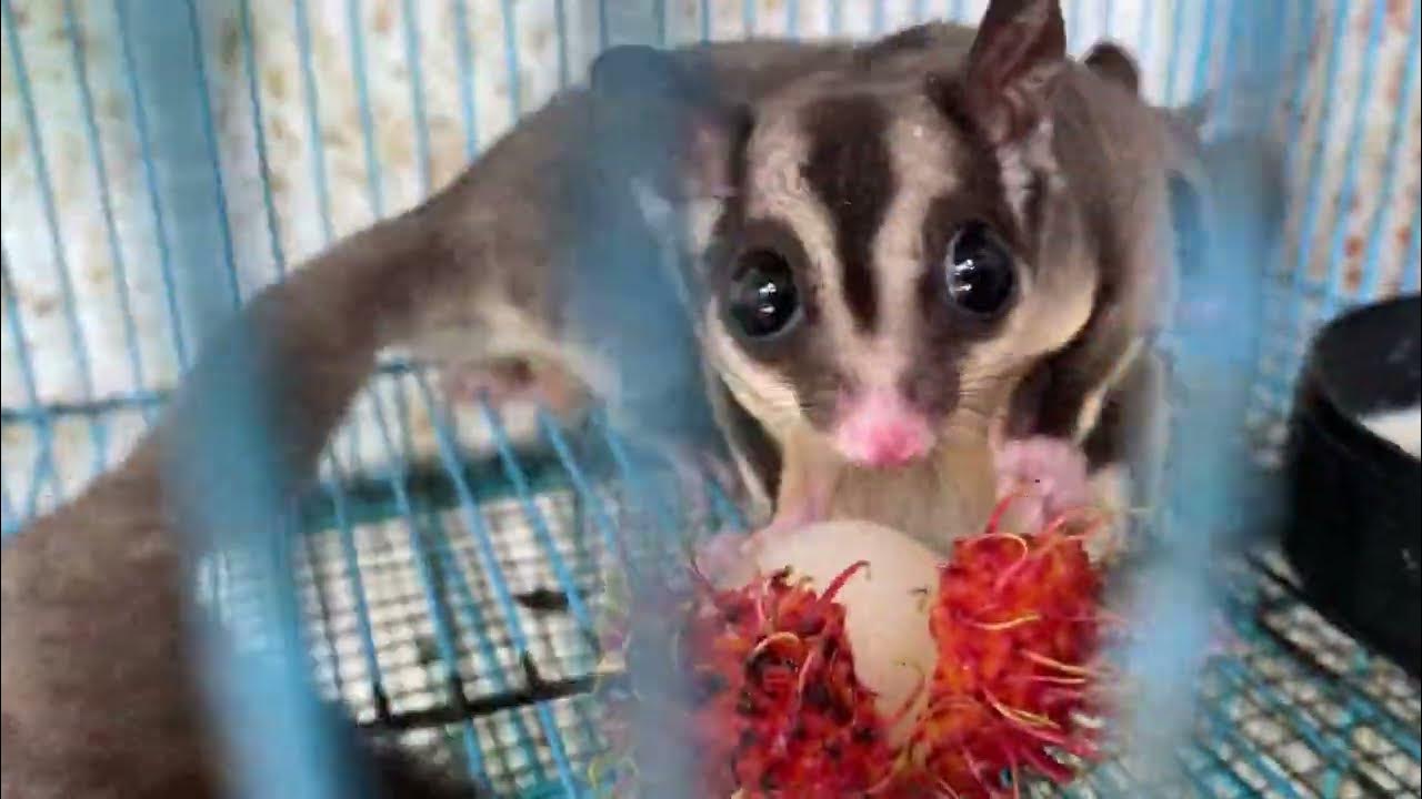 Sugar Glider makan Buah Rambutan boleh atau tidak ? YouTube