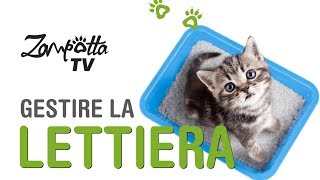 Trucchi e consigli per la gestione della lettiera del tuo Gatto