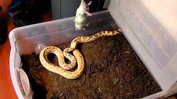 gopher snake feeding on rat
