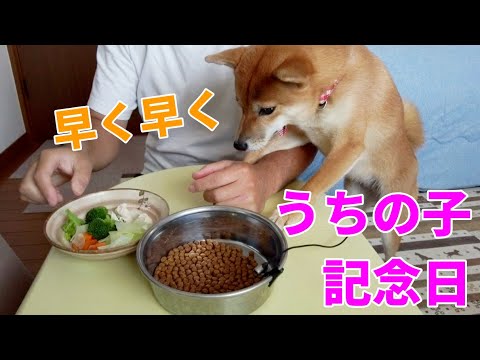 【柴犬小夏】ASMR 早くー盛り付けて！9月29日はうちの子記念日　告知、2024年柴犬小夏カレンダー＆手帳