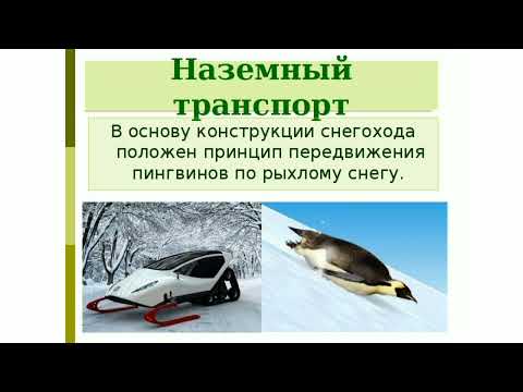 Бионика. Разделы и направления бионики. Примеры