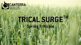 TriCal Surge™ - Spring Triticale in Southern Alberta