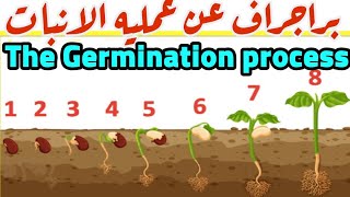 كيف تكتب برجراف مبسط للمرحله الابتدائيه عن عمليه الانباتthe Germination process .عمليه الانبات#حل