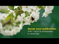 Optimal cherry tree pollination with Tripol bumblebees