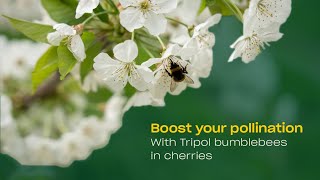 Optimal cherry tree pollination with Tripol bumblebees