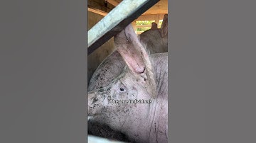 Pigs arriving for slaughter