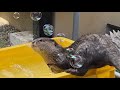 シャボン玉相手に本気を出すカワウソ An otter going all out against a soap bubble