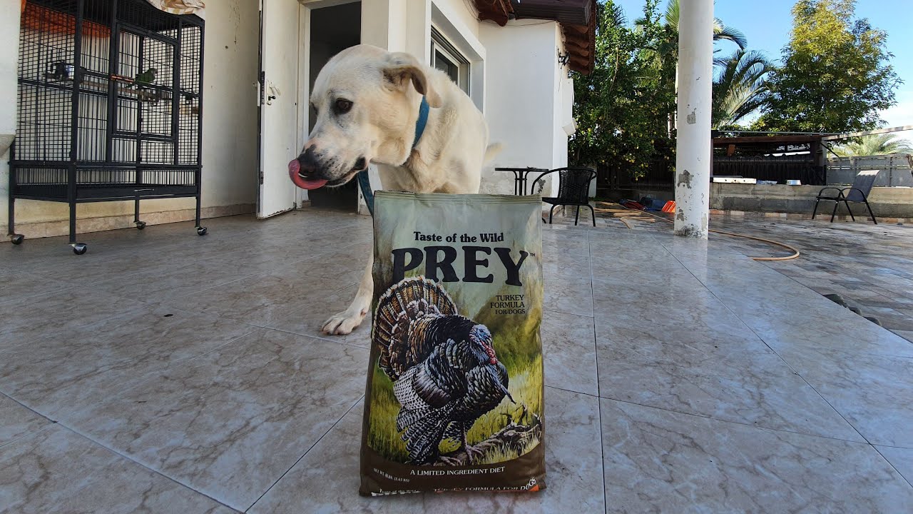 taste of the wild labrador