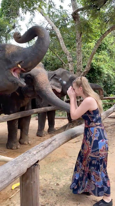 Sorry Chi Clob she never practiced basketball 🤣🐘❤️ #elephant #keffamily #kef #chimean