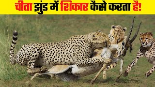 आखिर चीता झुंड में शिकार कैसे करता है | How Cheetah Hunts in Groups
