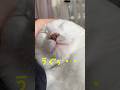 弟猫の奇行が可愛い過ぎる