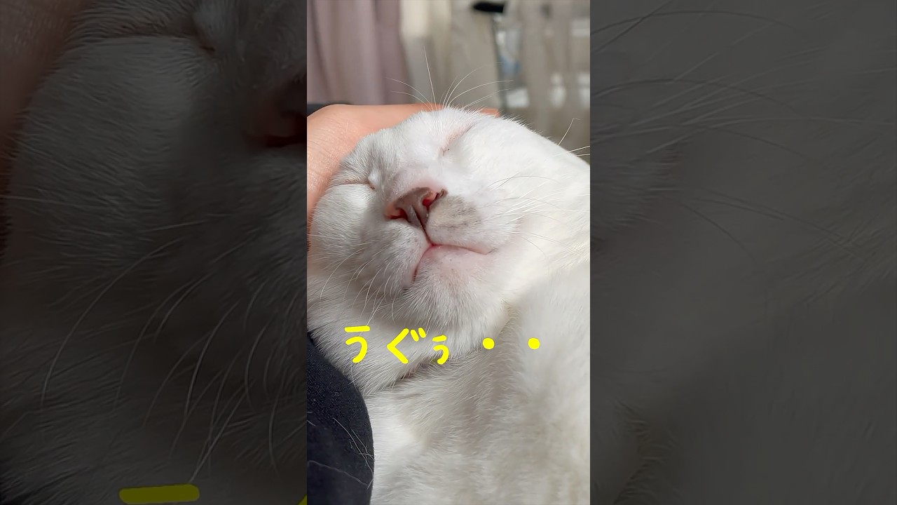 弟猫の奇行が可愛い過ぎる