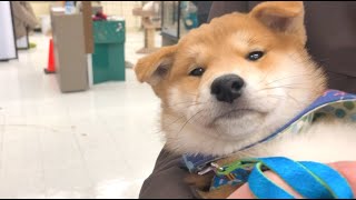 两个月的柴犬宝宝第一次逛宠物超市 好奇地到处乱看 还想偷吃零食！