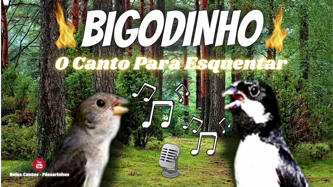 BIGODINHO - O Melhor Canto Para Esquentar 🔥🎶🐦