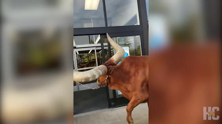 Oliver the African Watusi makes a surprise visit t...