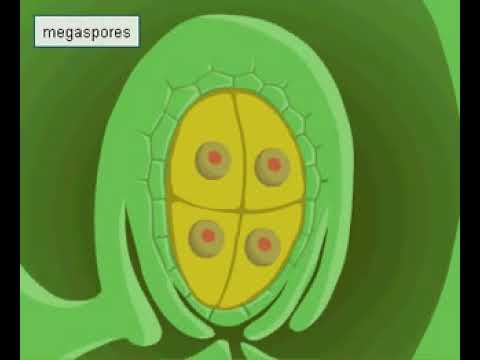Video: Apaugļotā embrija maisiņā?