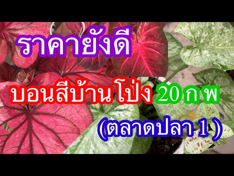 สาย แลน สี  2022 New  เช็คราคาบอนสีบ้านโป่ง 1