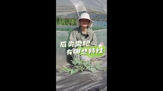 瓜类蔬菜需肥特性有哪些？Fertilization characteristics of cucurbit vegetables #种菜 #蔬菜 #种植