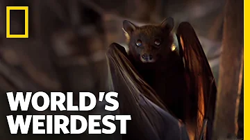 Flying Foxes | World's Weirdest