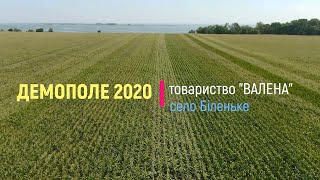 Демополе  2020 товариство &quot;Валена&quot; село Біленьке частина 1 Кукурудза на богарі та на зрошенні