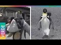 Pingüino vagaba por las calles de Japón para buscar comida