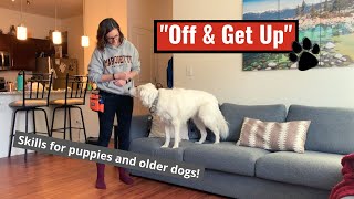 How to Train Your Dog to Get Off Furniture