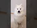 キッチン横の可愛い誘惑 #サモエド #samoyed #大型犬