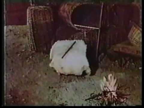 kondoli კონდოლი