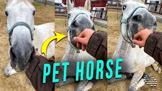 Horse Making Adorable Sounds as Owner Touches Its Nose and Chin