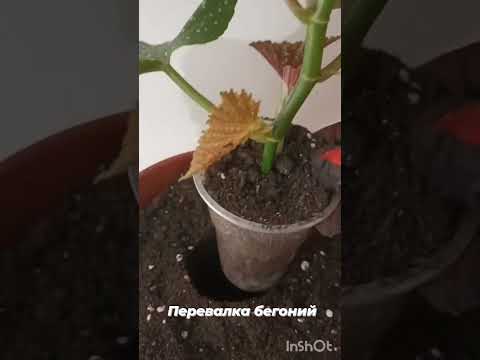 Перевалка бегоний. Люблю