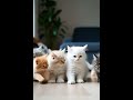 Adorable Cats at Play! 🐾😺 #shorts #catcraze #shortsfeed