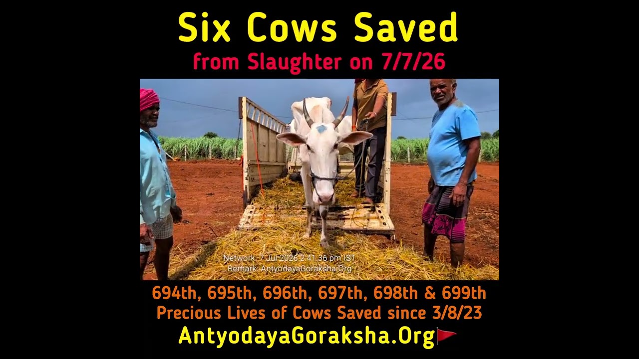 [07 July 2026] Six Cows Saved 🎉