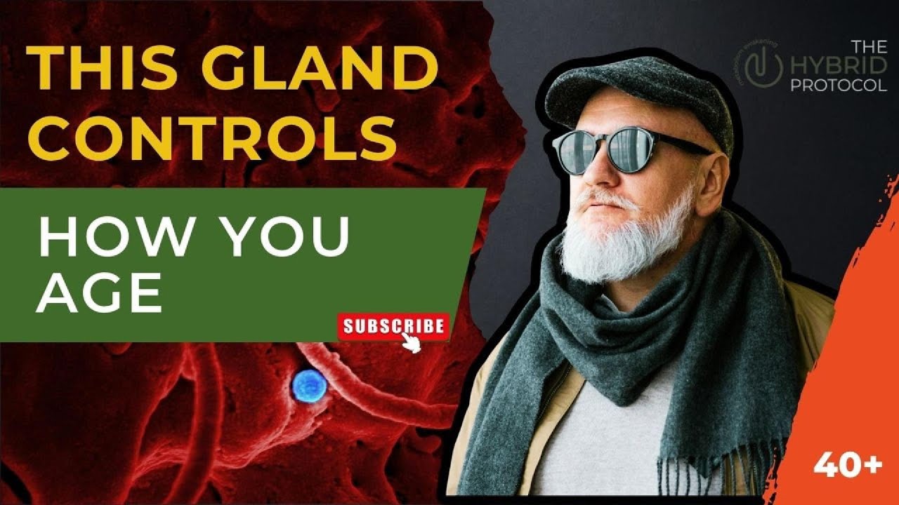 How Fasting Reverses Immune Aging (Backed by Science) thymus age reversal