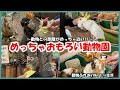 めっちゃおもろい動物園 動物ふれあいNo 1in滋賀 めっちゃかわいい動物たち めっちゃおもろい動物園 動物ふれあいNo 1in滋賀 めっちゃかわいい動物たち