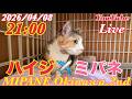【LIVE】 愛媛より✈️沖縄へ『おもち猫・みわちゃん』やってきました!・間も無く『シャムスケ・クロスケ』県外譲渡✈️・全国より里親大募集😸