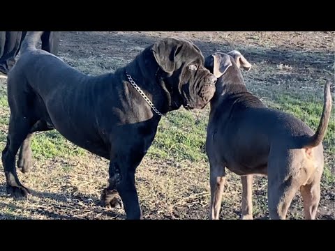 A Neo-Mastiff Almost Attacks a Husky