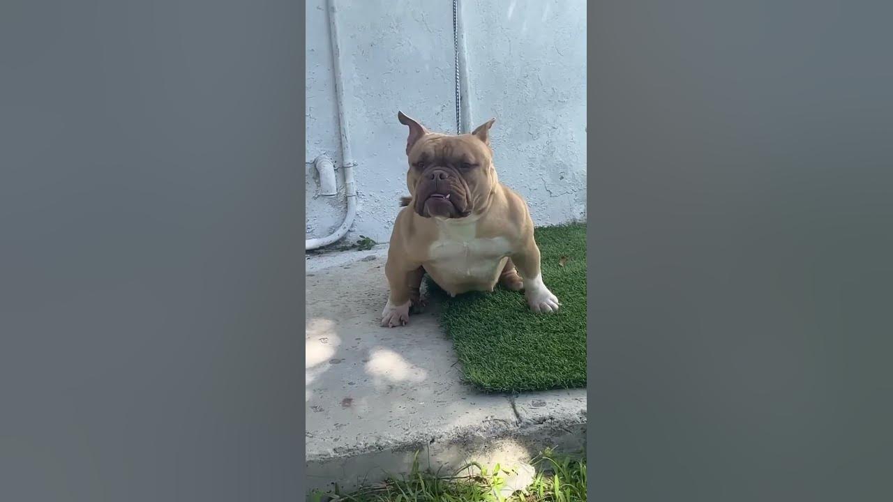 Who wants her? Tri Carrier Fawn American Bully Micro americanbully 