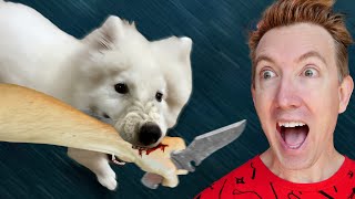 My Puppy Attacked the Thief! by Chad Wild Clay 2,007,643 views 5 months ago 18 minutes