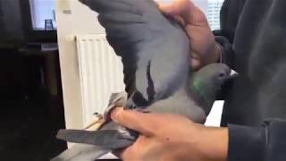 من جواهر البطل العالمي البلجيكي ( كابي فاندينبيل )