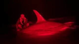 Hammerhead shark caught off Beaufort waters