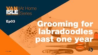 How to Groom your Labradoodle (over 1 year) | At Home Series Ep03