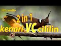 Cililin Vs Kenari Masteran Kombinasi In Sangat Bagus Untuk Burung Trotol Mp3 - Mp4 Download