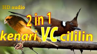 cililin vs kenari masteran kombinasi 2 in 1//sangat bagus untuk burung trotol