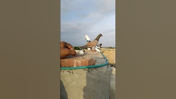 just fun 😃 #pigeon #birds #eggs #kabutarbazi #pigeon #whatsapp #viral #trending #shorts