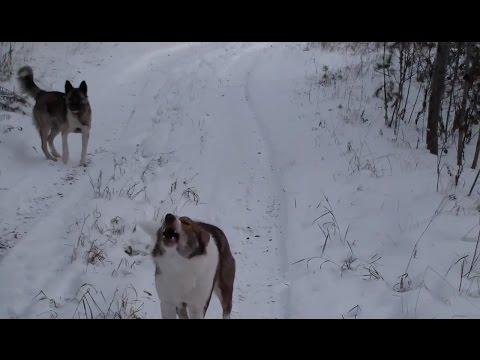 Злые собачки и пистолет Сталкер М906