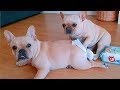 Try not to laugh | Cute and Funny French Bulldogs doing funny things # 8 (2019)| Cute Pets