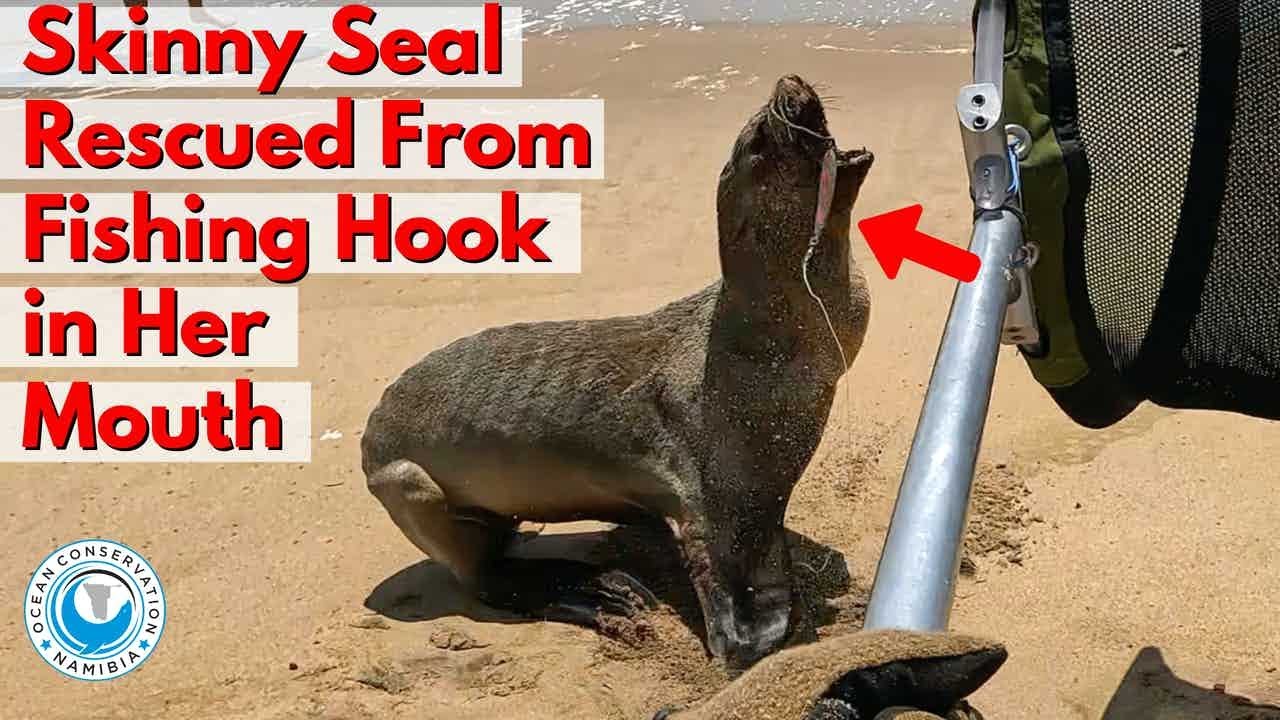 Skinny Seal Rescued From Fishing Hook 